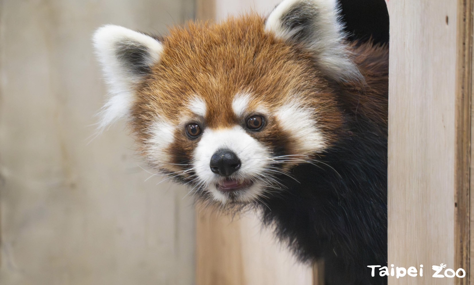 日本小貓熊「未來」加入台北動物園