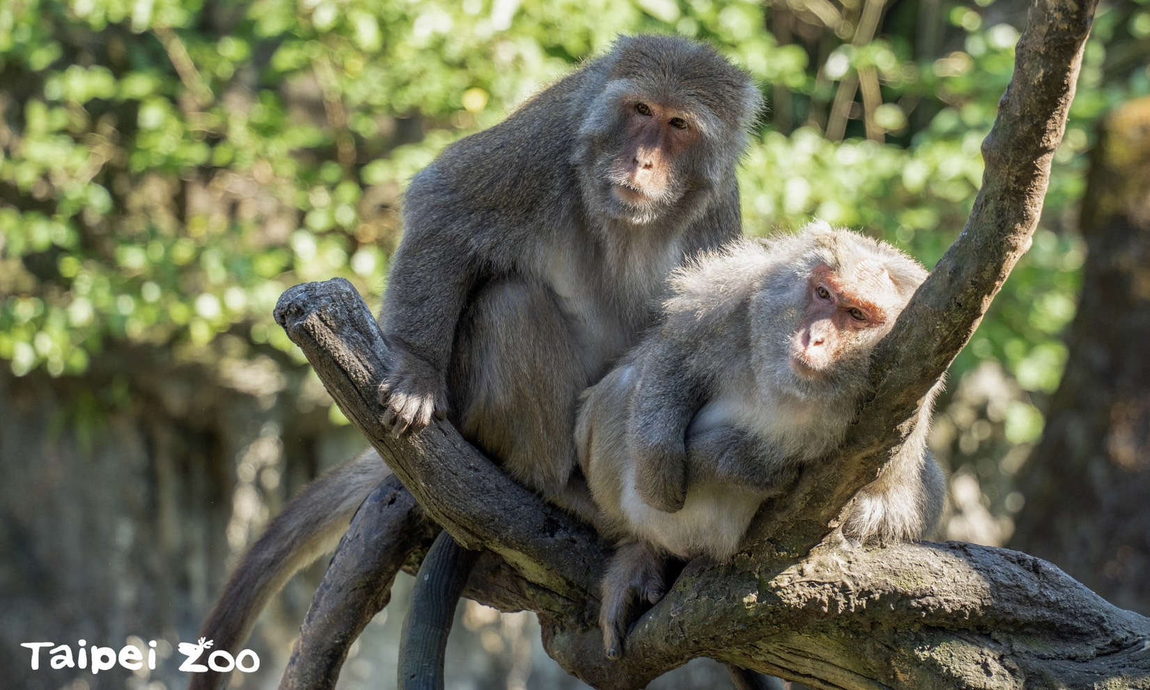 動物園情人節特製「猴米糕」 甜甜蜜蜜超溫馨！