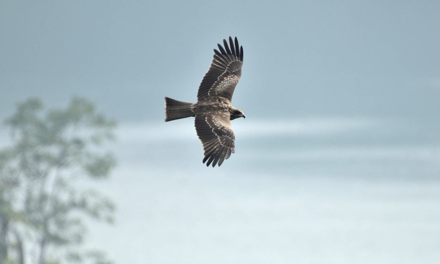 翡翠水庫老鷹數量占全台2成 珍稀鳥類的天堂棲地