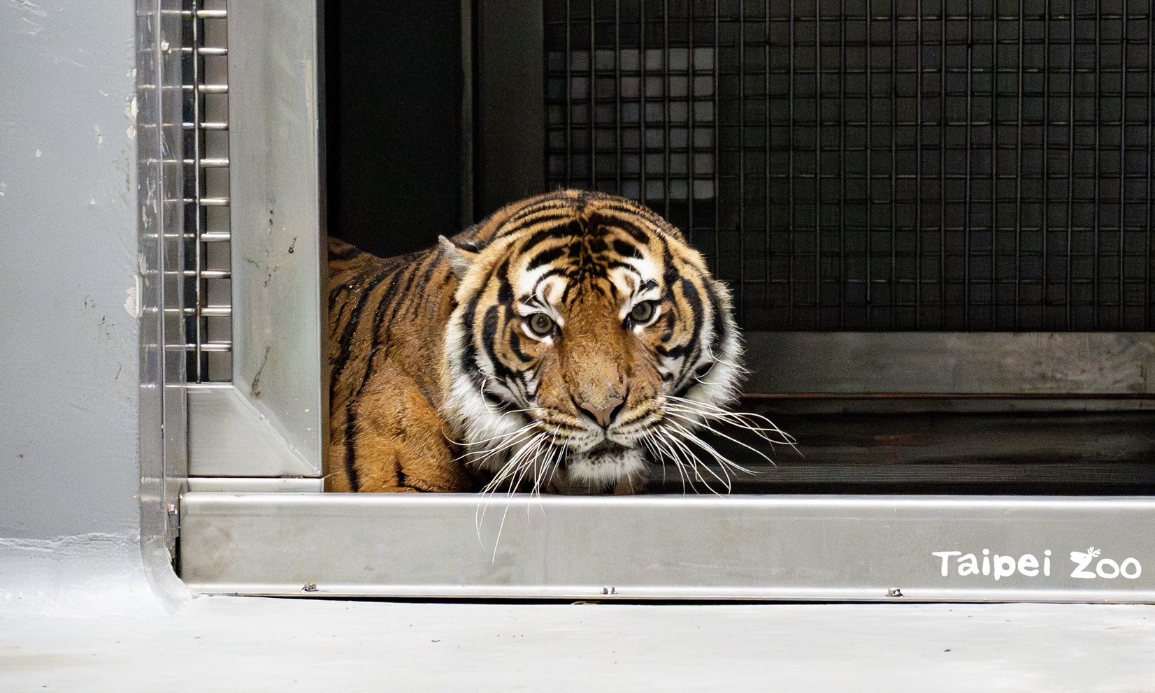 來自法國的女嬌客！極度瀕危馬來虎入住北市立動物園