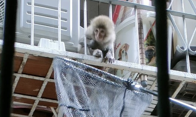  板橋鬧區發現小萌猴   穿梭後巷覓食 