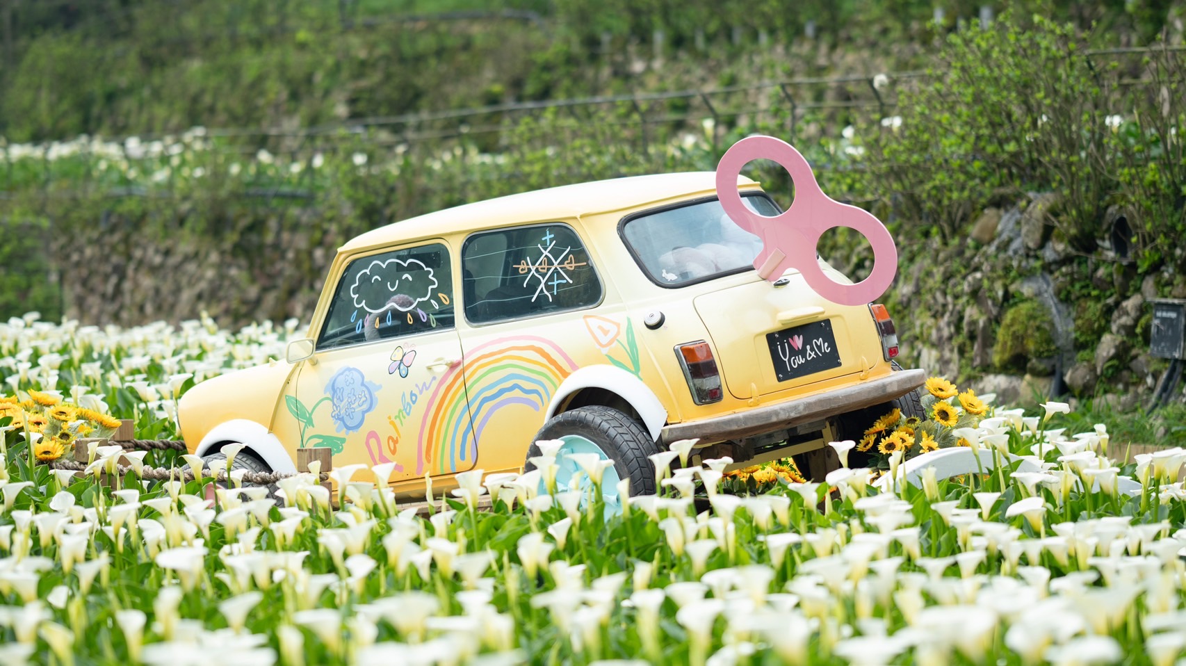  全臺唯一最大的純白海芋田 超夯網紅景點「發條玩具車」 