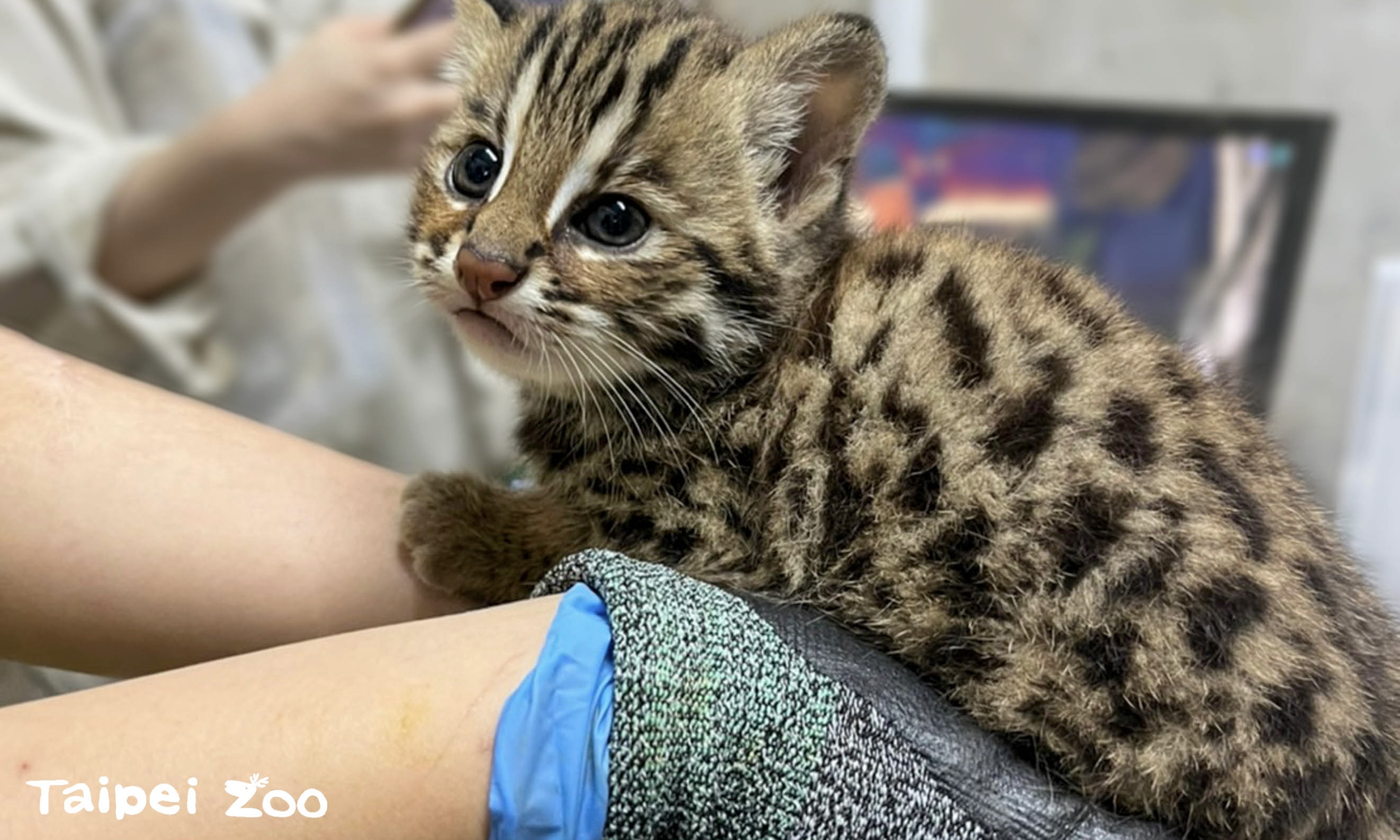 北市立動物園再添助力 超萌龍鳳胎石虎寶寶！