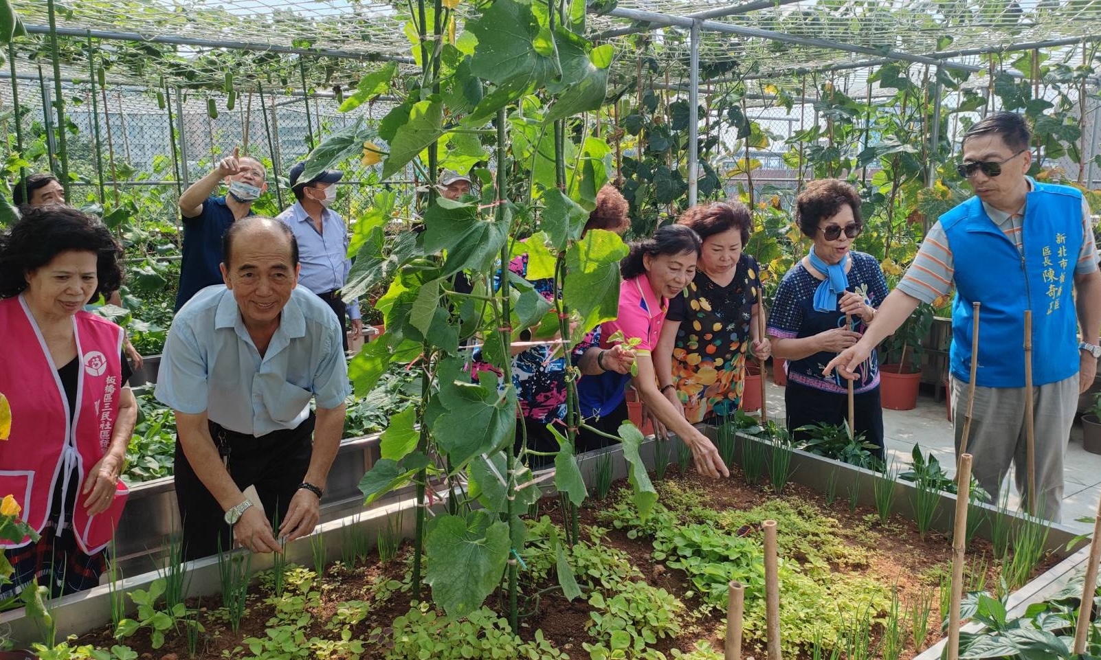 長輩種菜樂開懷 板橋區也有開心農場！ 