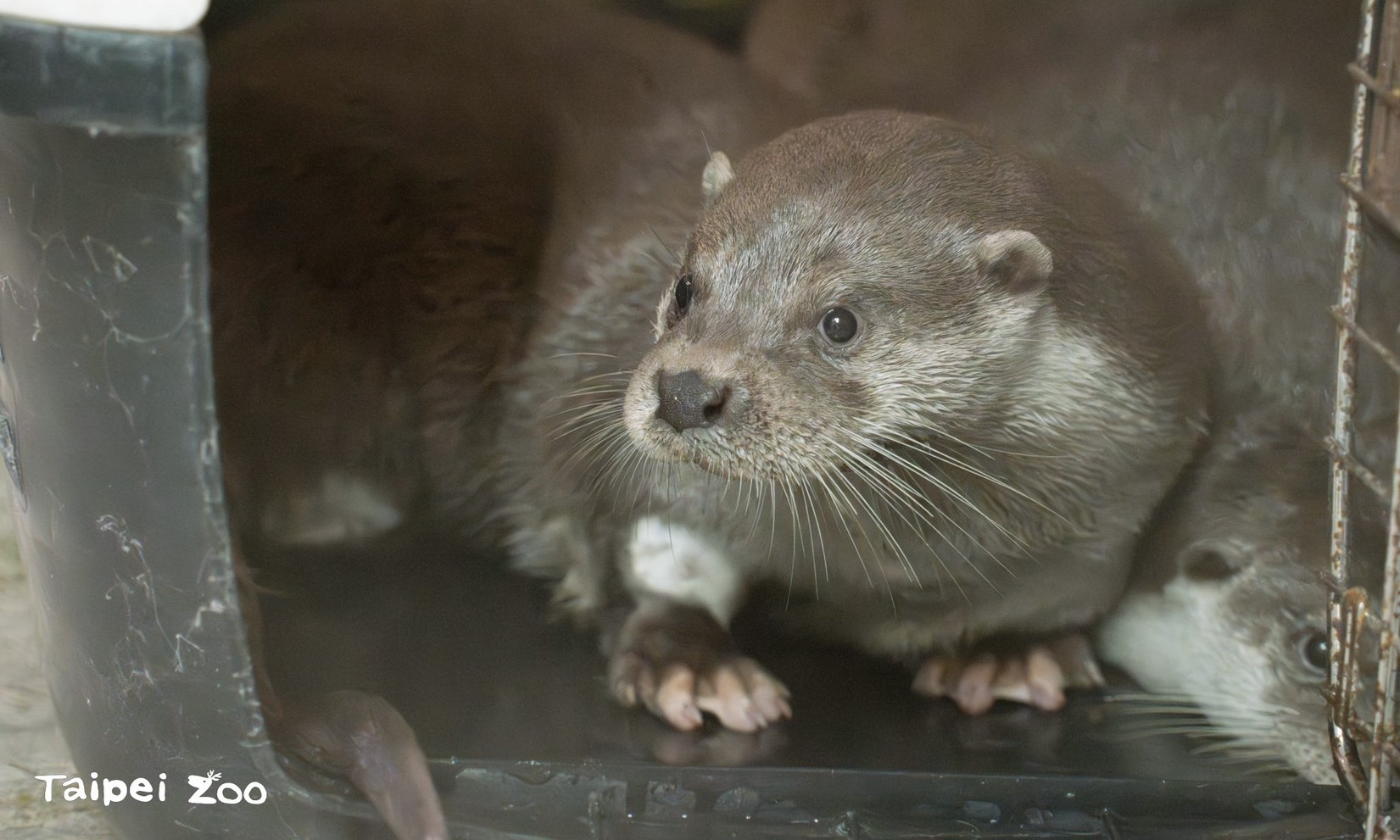 「萌萌水獺兄弟」臺灣動物區報到