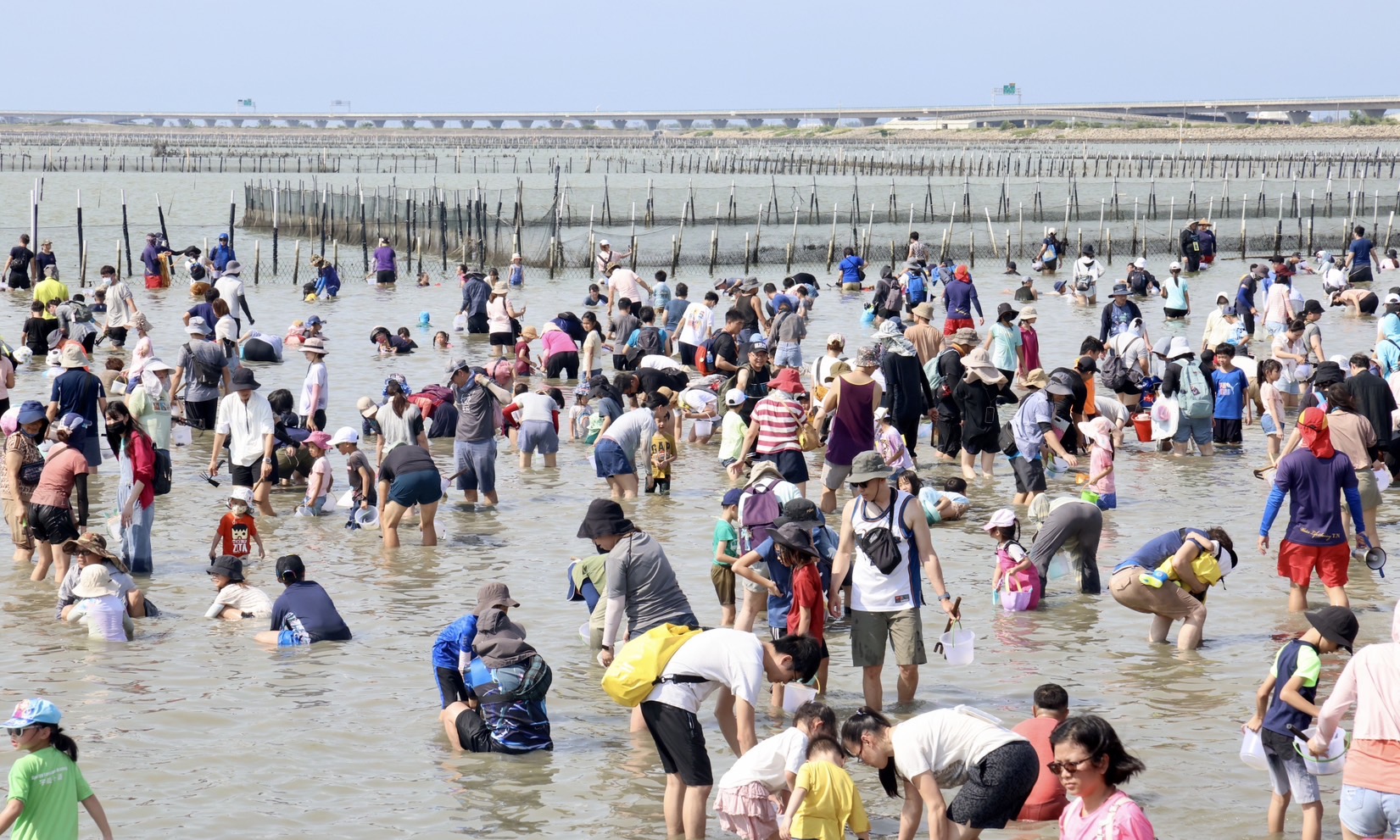 七股海鮮節近3000人挖文蛤體驗