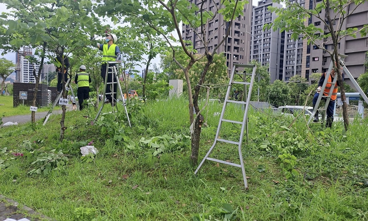 樹木修剪也有認證 新北市9/2開放報名