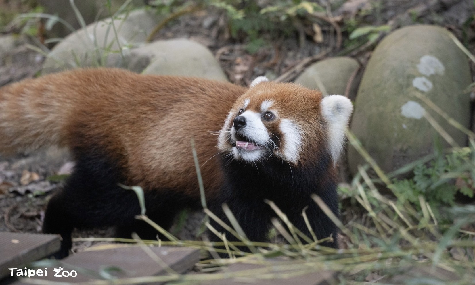  臺北市立動物園提前過中秋 小貓熊日、飽覽世界瀕危野鳥攝影聯展 