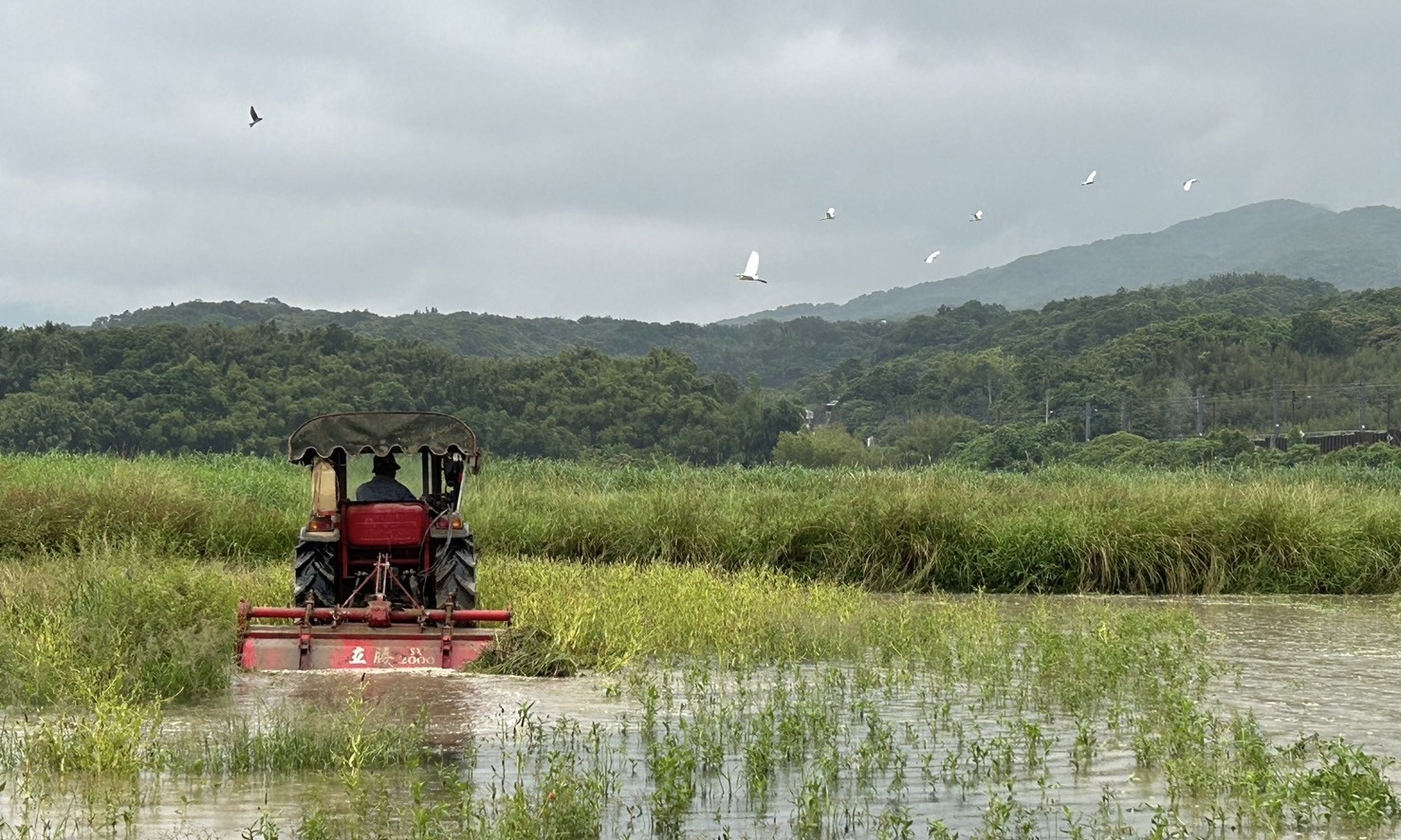  「國慶鳥」再現田寮洋