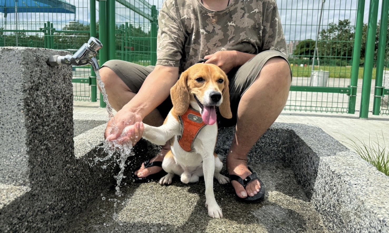 浮洲寵物公園再擴大 毛孩加活動空間