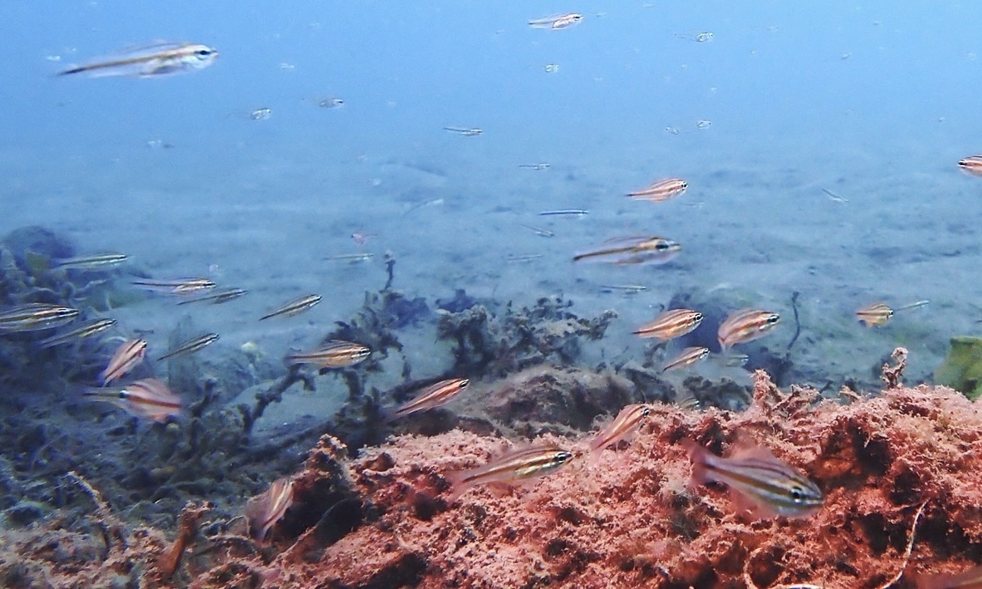 蝙蝠洞海域生態紀錄高達62種生物